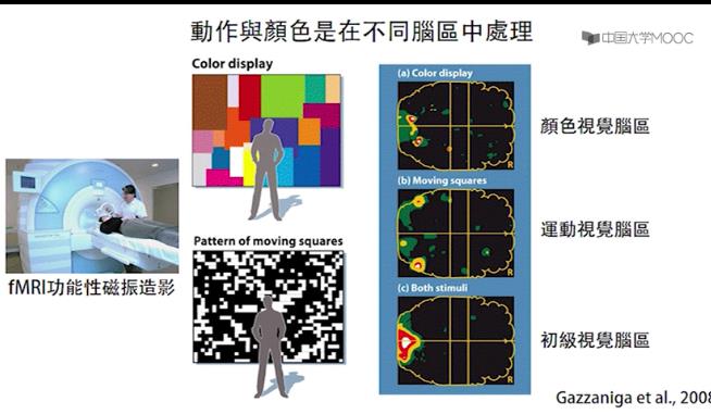 台大-感觉与知觉课程