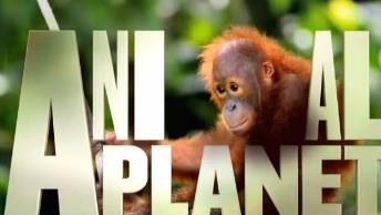 【纪录片】不可思议的动物