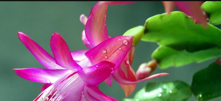 中国农业大学:植物学课程 中国农业大学:植物学课程
