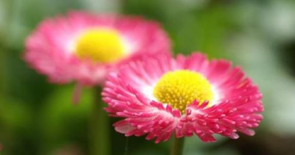 南京林业大学-花卉学课程