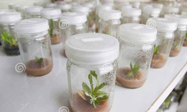 北京林业大学-植物组织培养mooc 北京林业大学-植物组织培养mooc