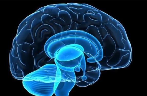 神经生物学英文字幕