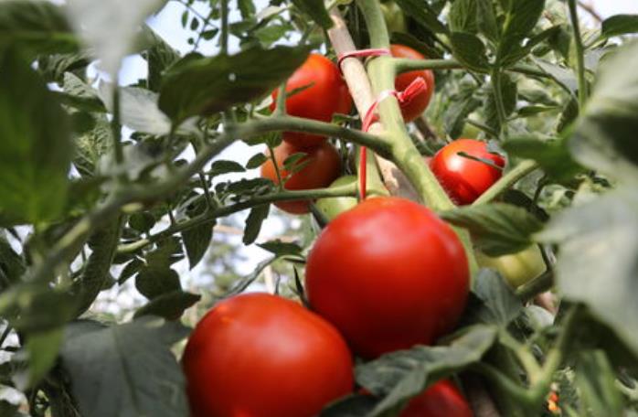 番茄种植技术课程