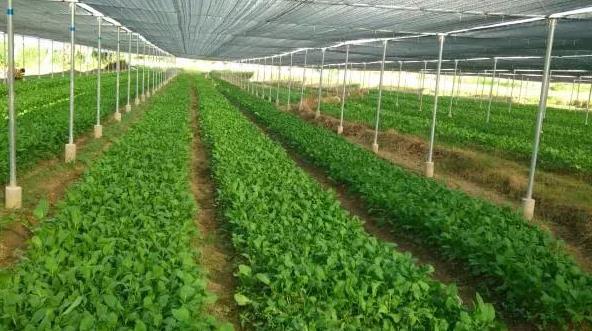 蔬菜穴盘育苗技术教程 蔬菜穴盘育苗技术教程