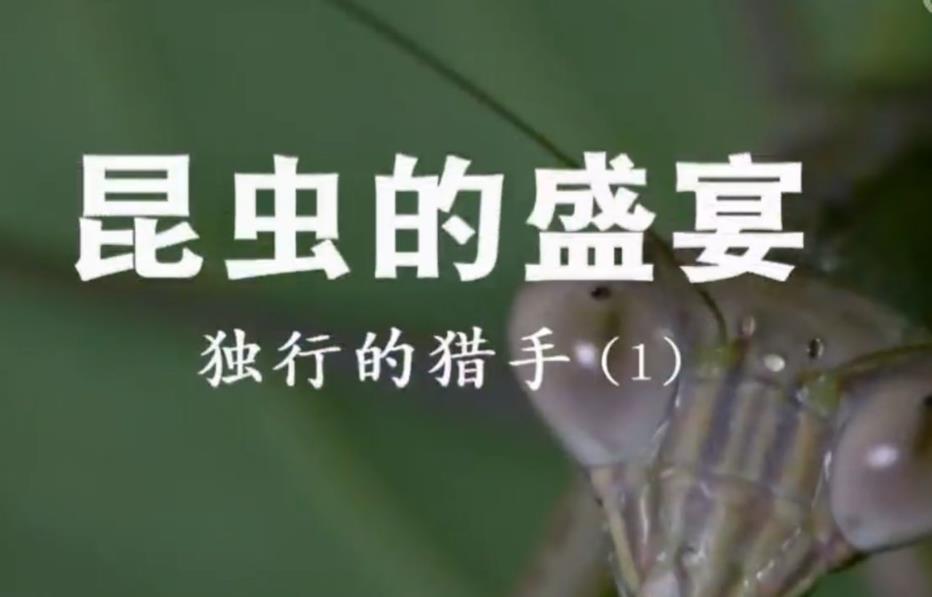 昆虫世界-昆虫的盛宴