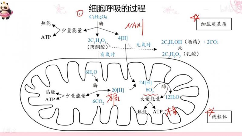 细胞呼吸示意图