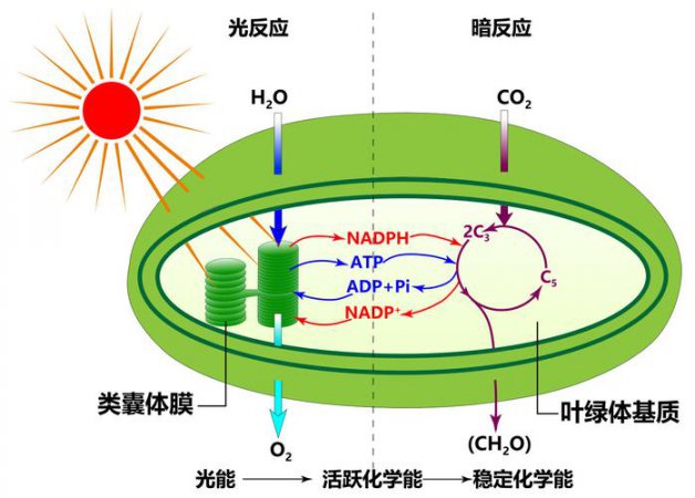 光合作用过程图