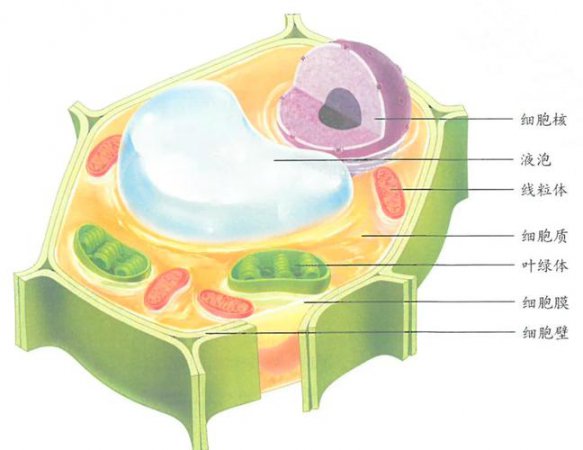 细胞结构
