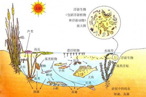 初中初一七年级生物动画讲解 - 生态系统展示