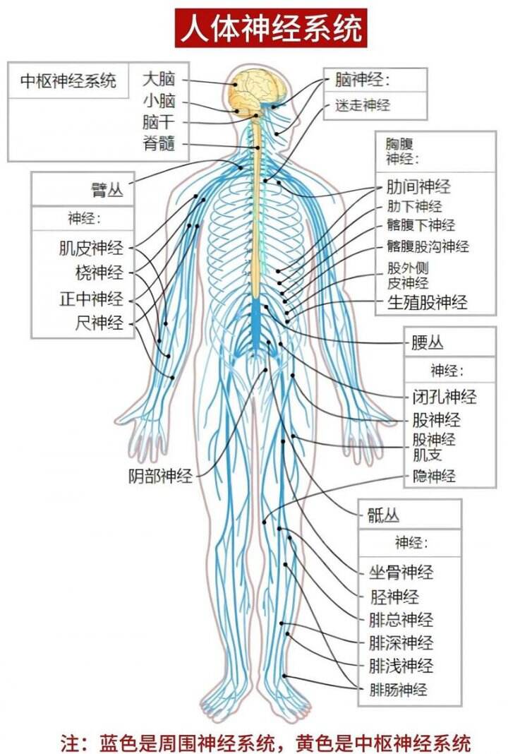 神经解剖图谱