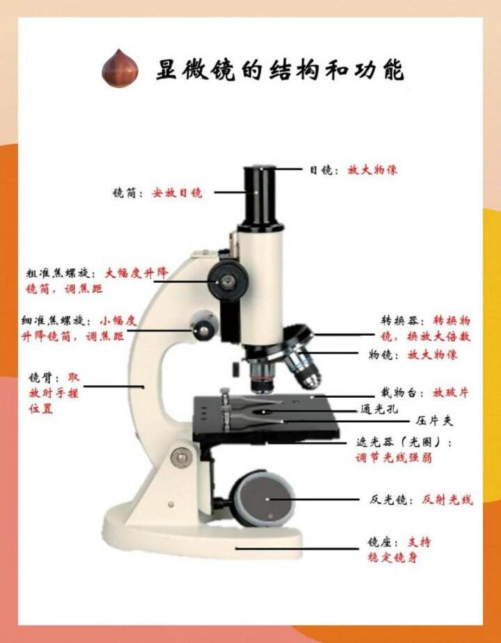 生物显微镜