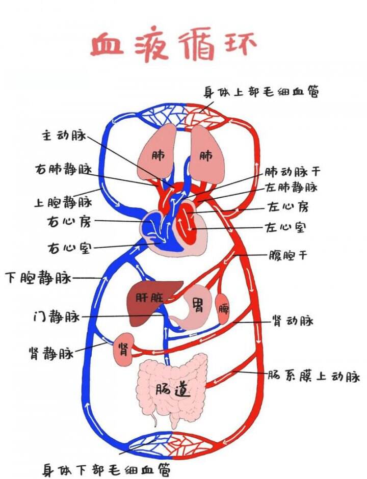 人体循环系统