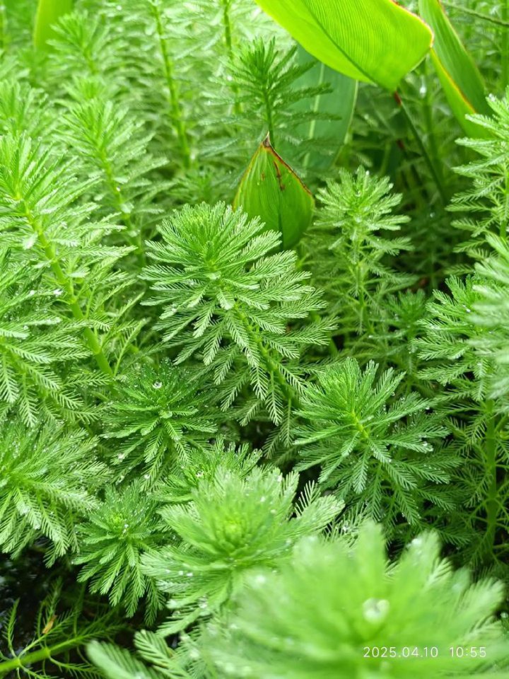 【观赏植物分类学】西南大学(转载) - 植物形态