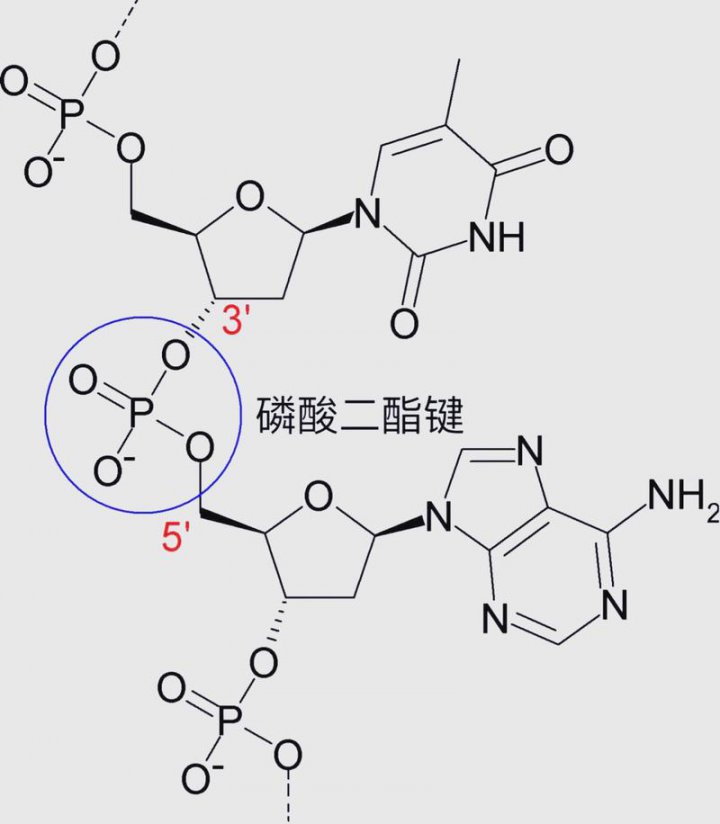 高中化学-物质结构、元素周期律 基础与解法全集 - 化学键模型
