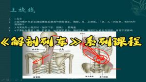 《解剖学》系列课程