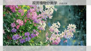 【观赏植物分类学】西南大学 教学视频