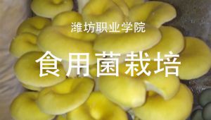 食用菌栽培技术
