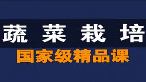 蔬菜栽培【全146讲】