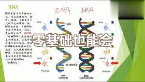 58种细胞实验实操：原理 + 操作全视频 教学视频