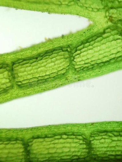 植物生物学实验技术课程 - 植物显微镜