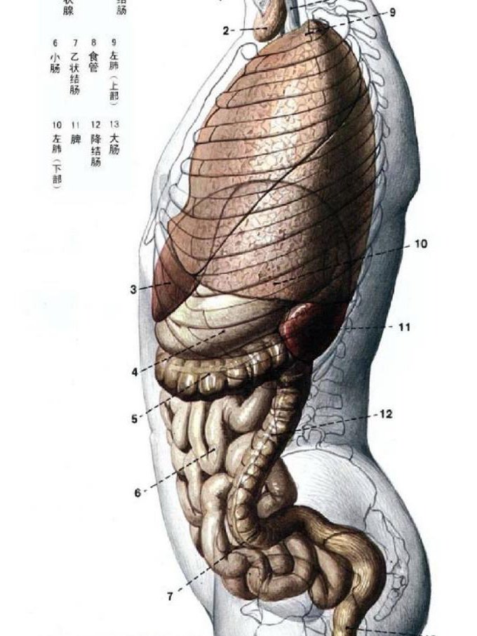人体写生工笔画技法视频 - 人体结构