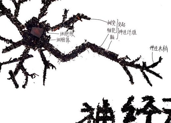 复旦大学神经生物学 - 神经元