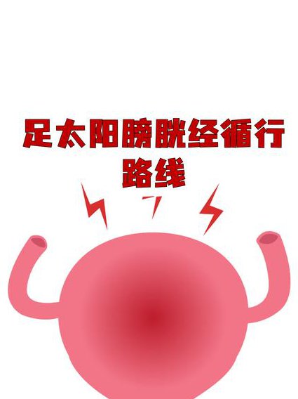 《经络腧穴学》（99集全） - 经络循行