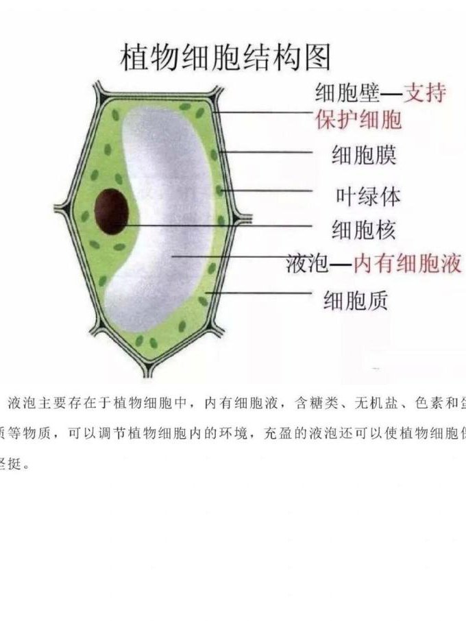 10分钟快速了解生物学 - 细胞结构