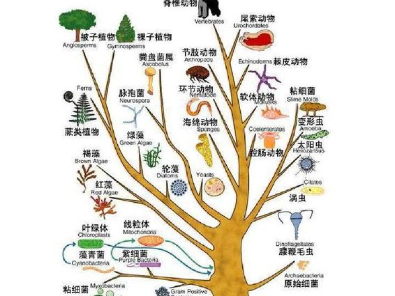 生物演化mooc（北京大学） - 生物演化