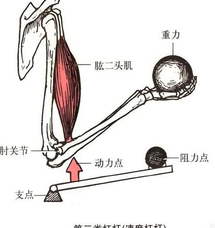 九年级物理暑期在线辅导 - 杠杆原理