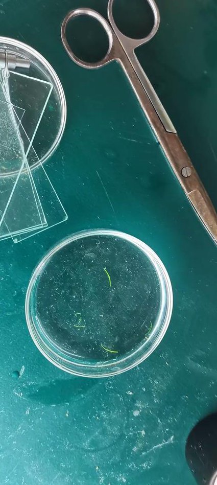 高考生物二轮总复习 - 生物实验