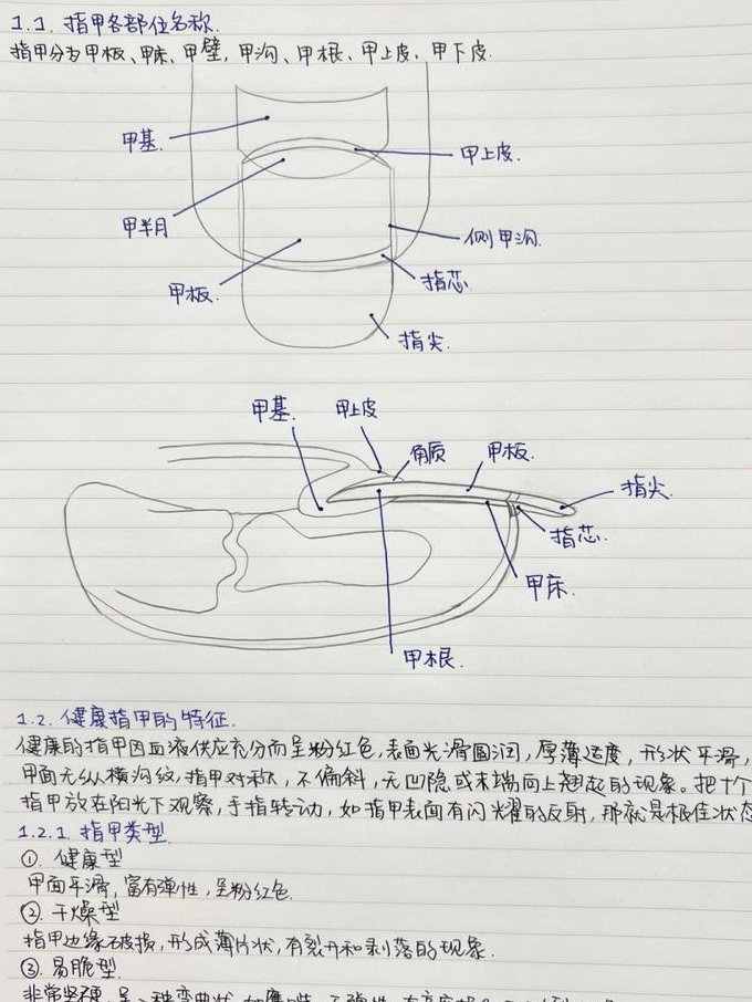 美甲详细教程 - 指甲结构