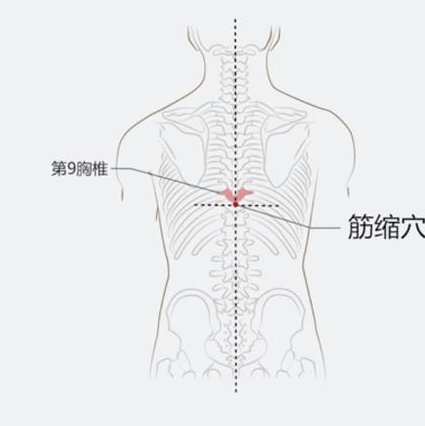 【北京中医药大学】中医基础理论 - 经络穴位