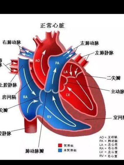 医学3D动画--人体健康和医学科普 - 心脏解剖