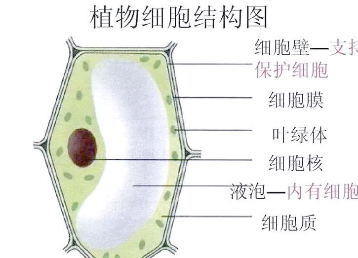高中生物一轮复习辅导视频 - 细胞结构