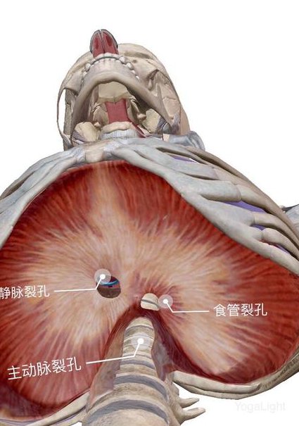 瑜伽基础视频教程 - 瑜伽呼吸