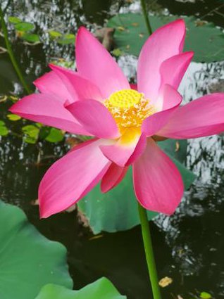Photoshop cs6 【选择高清】基础到精通视频 - 图像处理