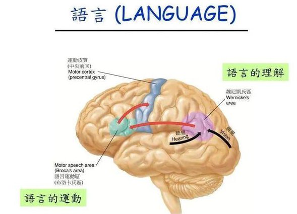 语言学概论在线课程_北京大学 - 语言结构