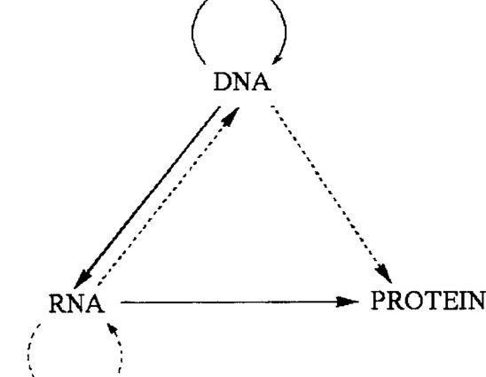 西交大-分子生物学原理与技术课程 - 中心法则