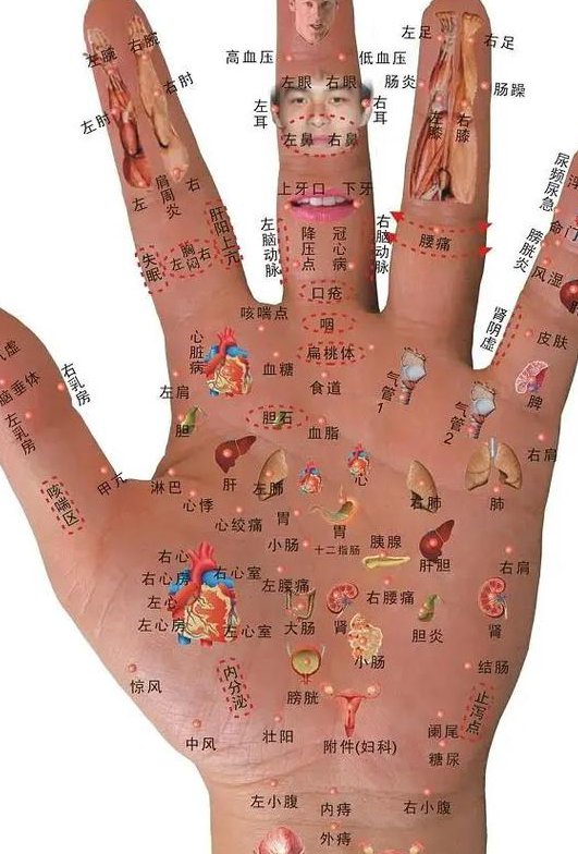 原始点疗法教学视频 - 经络图解