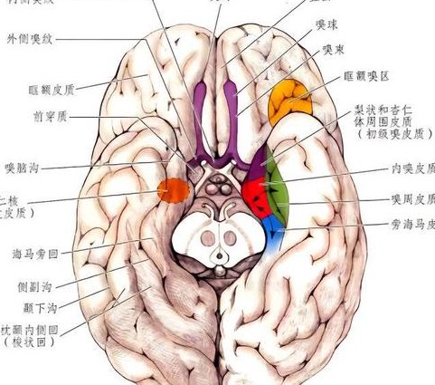 开启潜意识的力量精品讲座 - 大脑结构