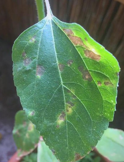 植物病理学教学视频 - 植物病害