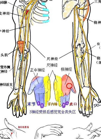 人体解剖学动画演示75集 - 神经系统解剖