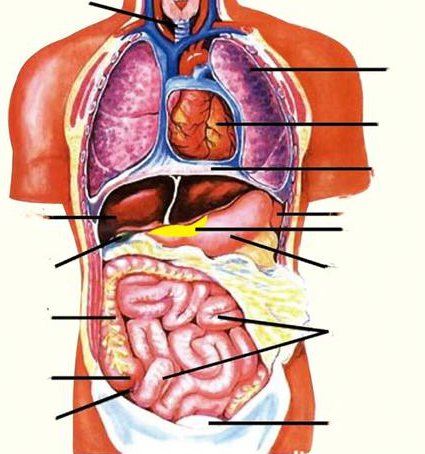 江汉大学-系统解剖学145讲 - 人体解剖
