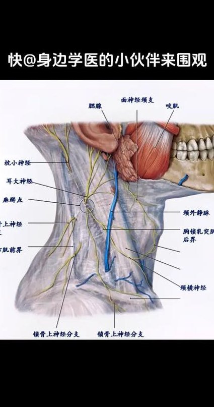 【青岛大学】局部解剖学 - 头颈解剖