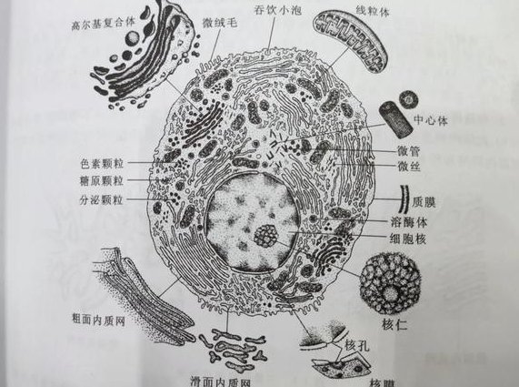 高中生物1对1辅导视频 - 细胞结构