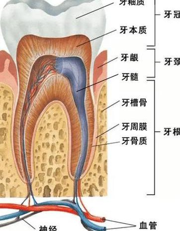 口腔解剖生理学课程 - 牙体解剖