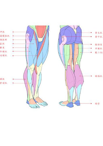人体解剖生理学精品课程 - 结构