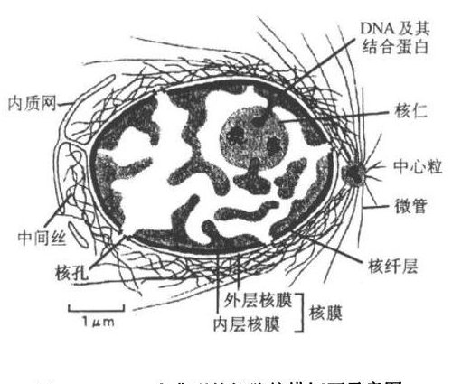 高中生物必修一~必修三课程视频 - 细胞结构