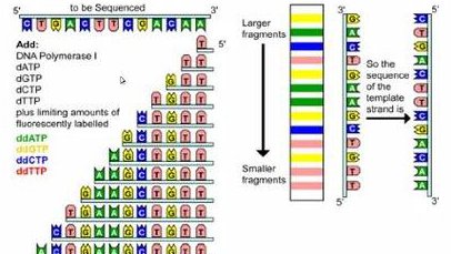 生物化学 浙江大学 王金福主讲 - DNA分析